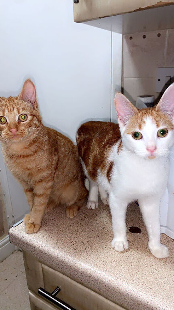 2 female kittens