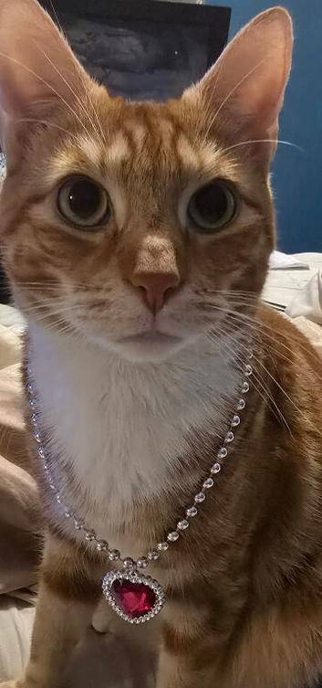 Cat for sale