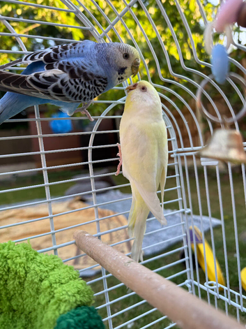 Bonded Pair Budgies