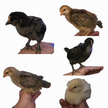 Mixed breed chicks for sale