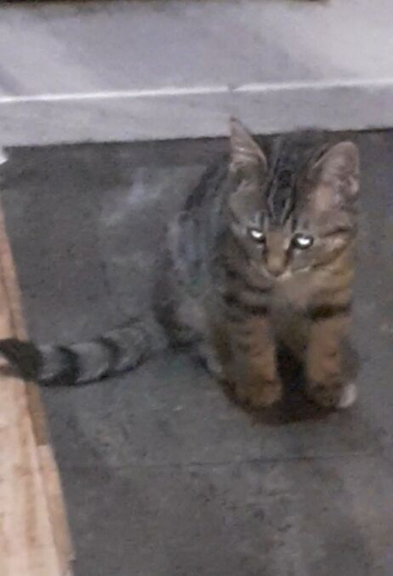 bengal cross male kitten