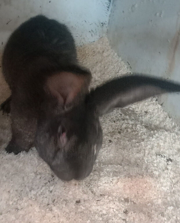Continental giant rabbits