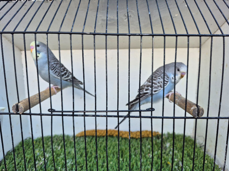Baby Budgies.