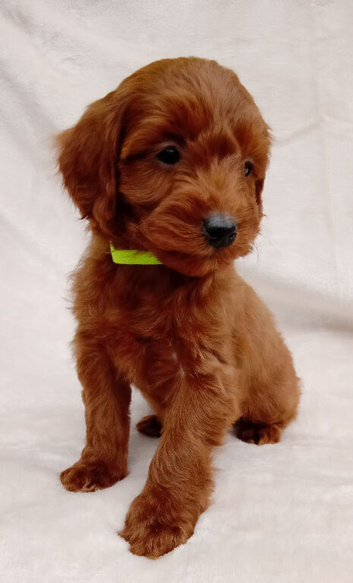 Cavapoo puppies