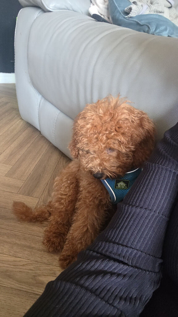Male minipoo
