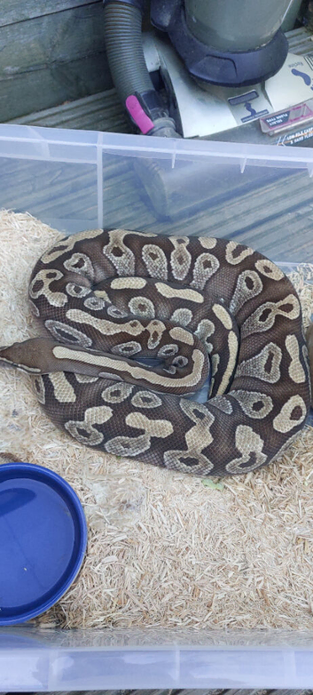 Royal python