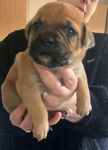 Bullmastiff cross puppies