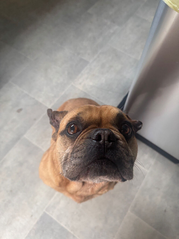 Bruce is looking for a new home.