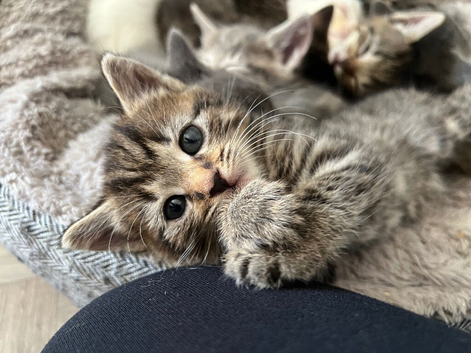 4 kittens left
