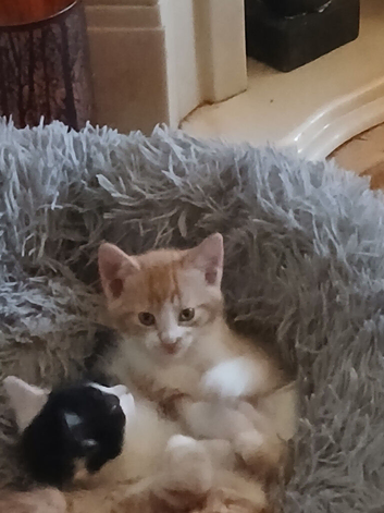 Kittens
