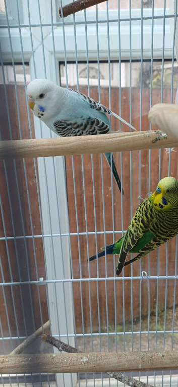Young pair of budgies