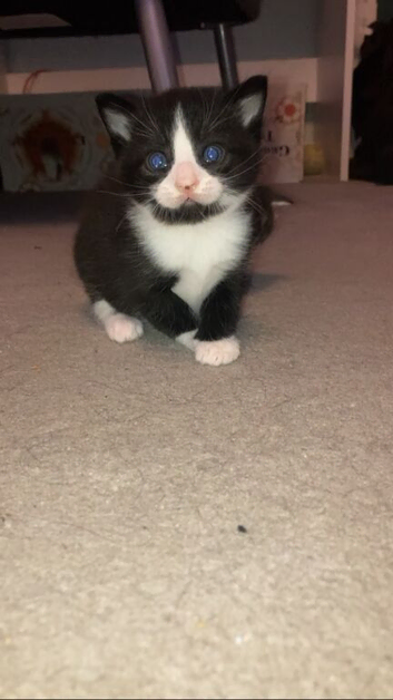 2 black and white kittens