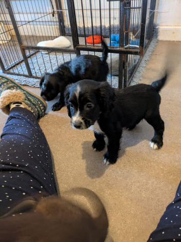 2 male black sprocker pups