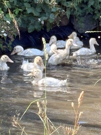 Appleyard cross Aylesbury Ducklings