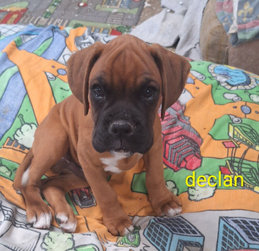 Kc registered boxer puppy 5 star licence