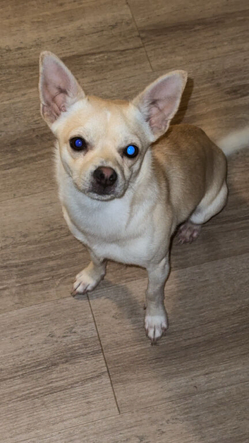 Male chihuahua puppy