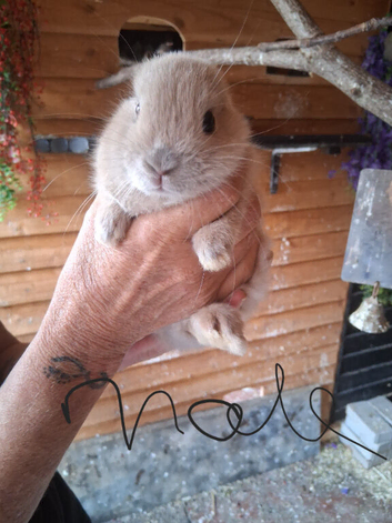 5 baby bunnies