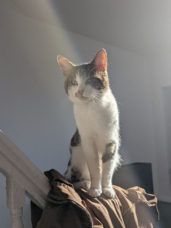 Beautiful Male Tabby Cat &ndash; Shado Looking for a Loving Home