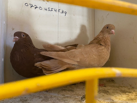 Rollers pigeons