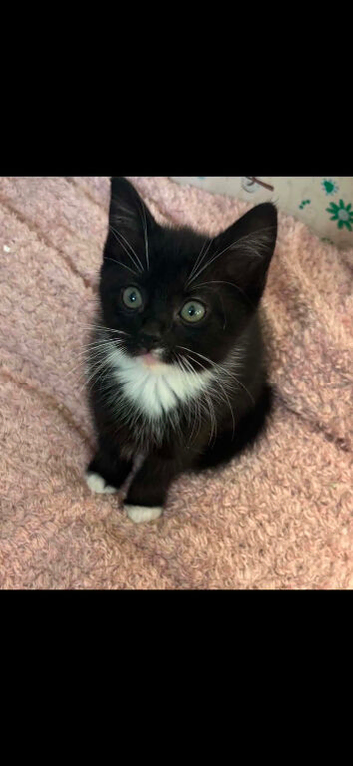 Kittens for sale
