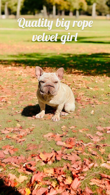 Big Rope Frenchie