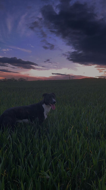 Collie bullgrey