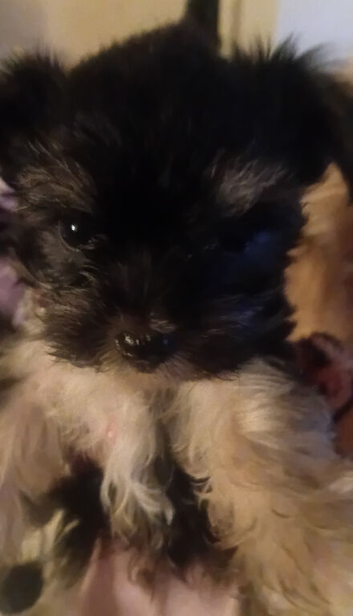 Gorgeous Yorkies litter of four teacups 3boys1girl available UPDATE only 2boys left now