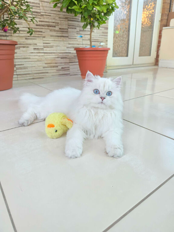 Stunning British Longhair Pedigree Kittens &ndash; WCF