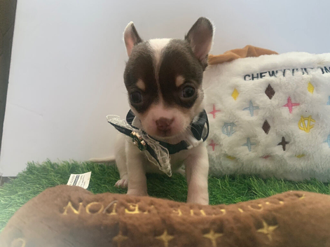 Tiny chihuahua puppies ready now ️