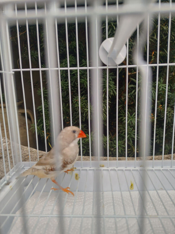 Male cock silver zebra finch