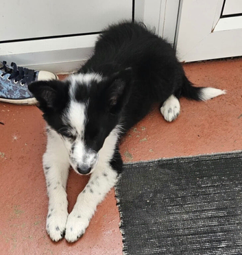 Border collie 13 weeks old