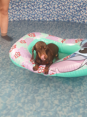 Male daschund