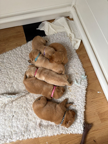 Beautiful Labrador retriever puppies for sale