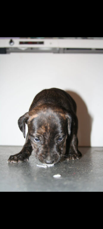 Border collie cross cane corso blondie puppies