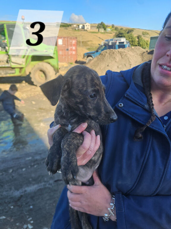 Lurcher Pup For Sale