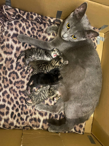 One little girl need a home