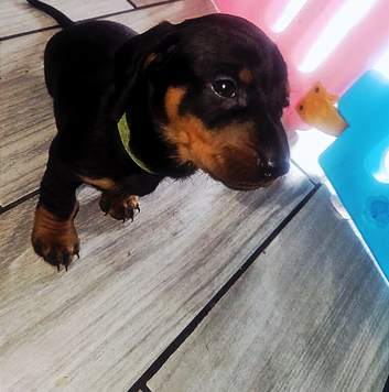 Dachshund puppys