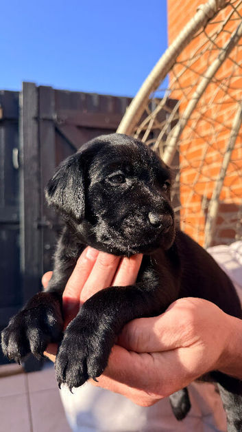 1 Female Black Labrador For Sale