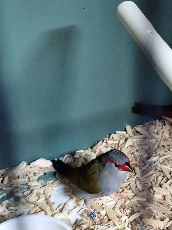 2 Sydney waxbill