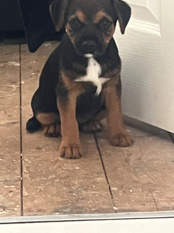 Border terrier pups