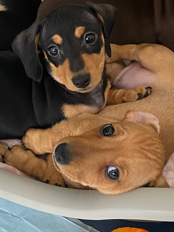 2 beautiful miniature smooth haired dachshunds