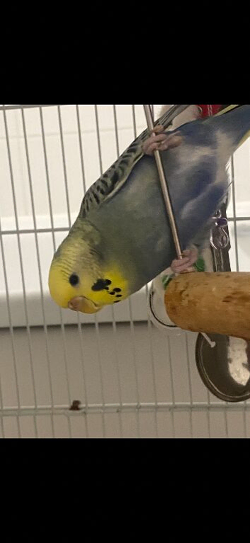2 Budgies