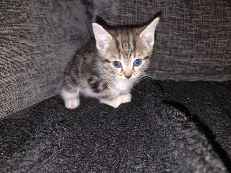 4 beautiful kittens