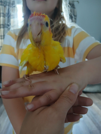2 baby hand tame kakariki 1 male 1 female