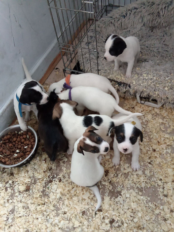 Jack Russel cross puppies