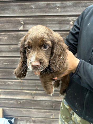 Sprocker pups for sale