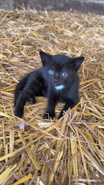 Farm kittens for sale (friendly)