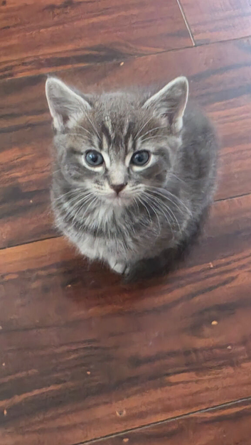 Half ragdoll kitten