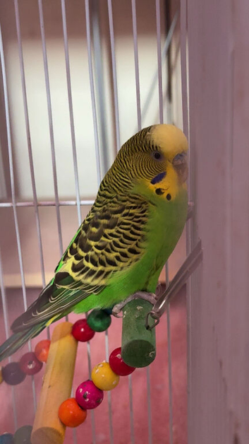 Two male and one female budgie