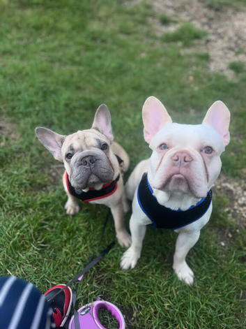 Puppy&rsquo;s for sale